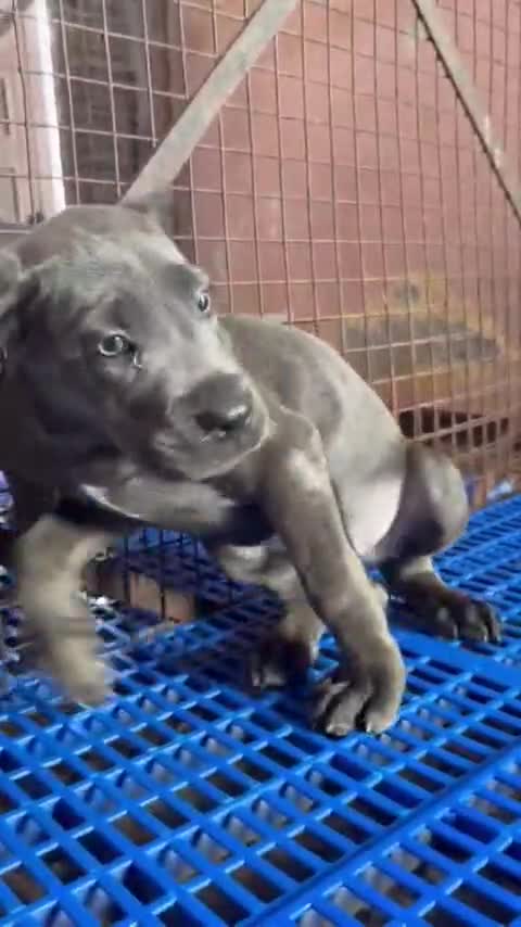 Cane Corso Puppy, farm video