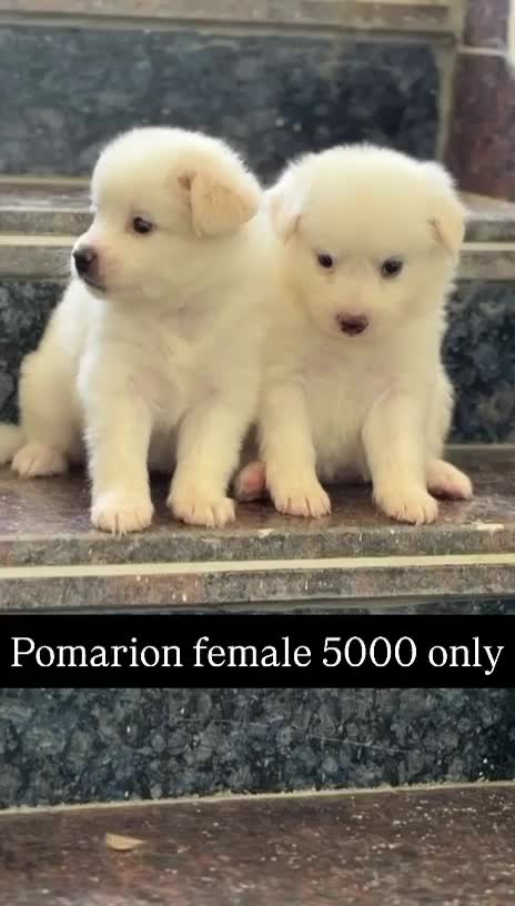 Pomeranian Puppy, farm video
