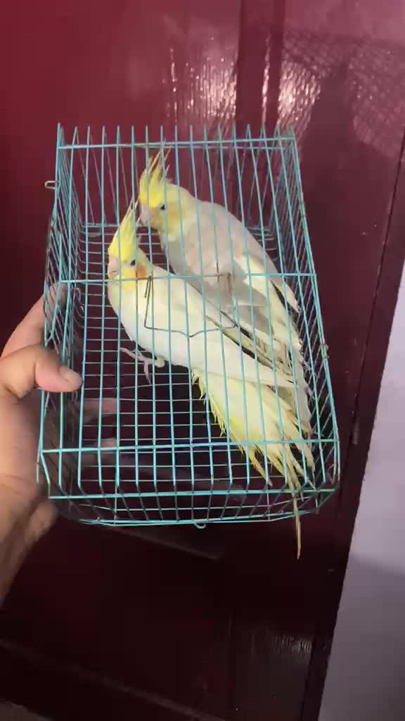 Cockatiel, farm video