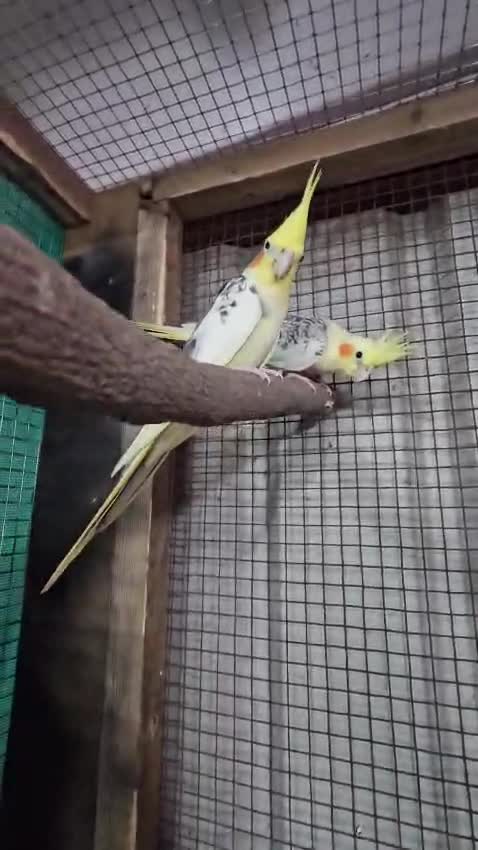 Cockatiel, farm video
