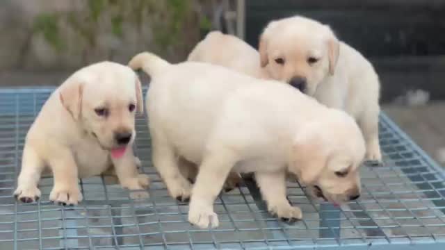 Beagle Black & Tan Puppy, farm video