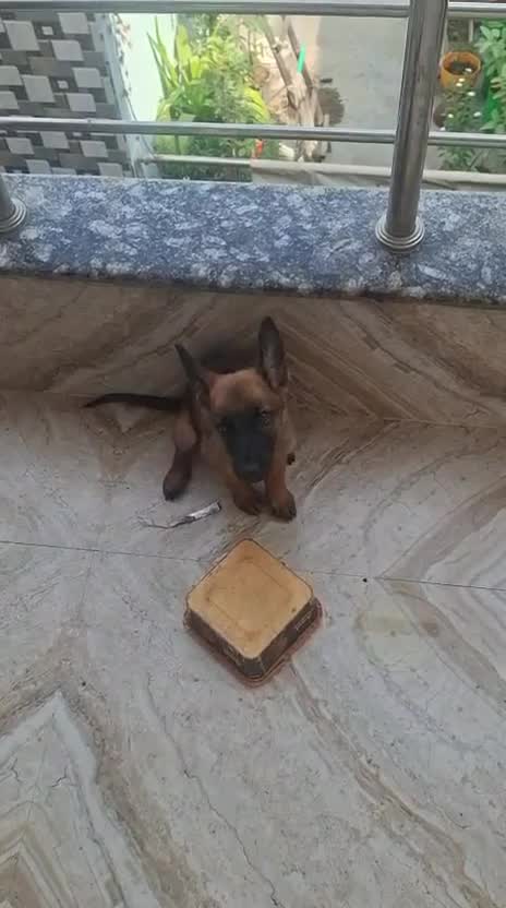 Belgian Malinois Puppy, farm video