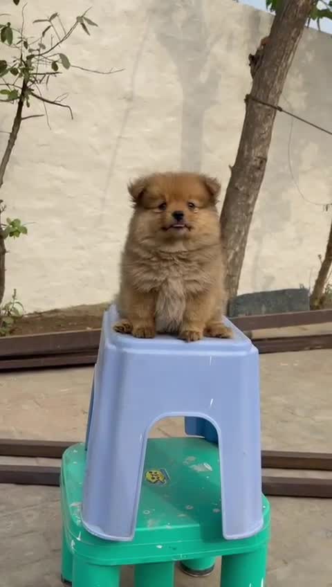 Pomeranian Puppy, farm video