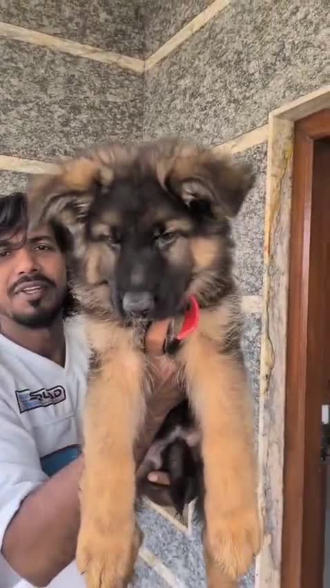 German Shepherd Puppy, farm video
