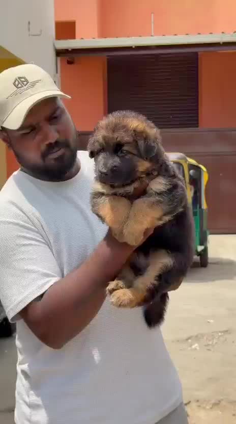 German Shepherd Puppy, farm video