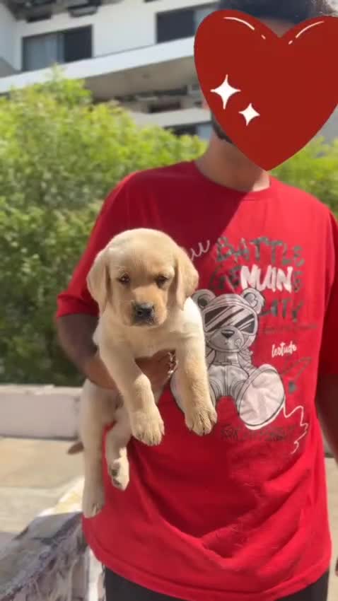 German Shepherd Puppy, farm video