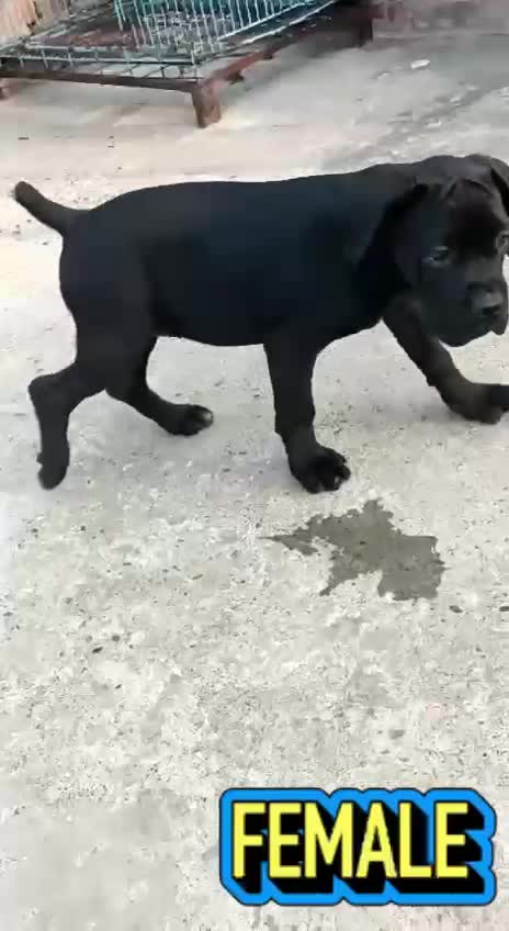 Cane Corso Puppy, farm video