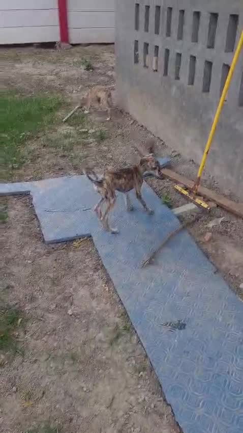 Greyhound Puppy, farm video