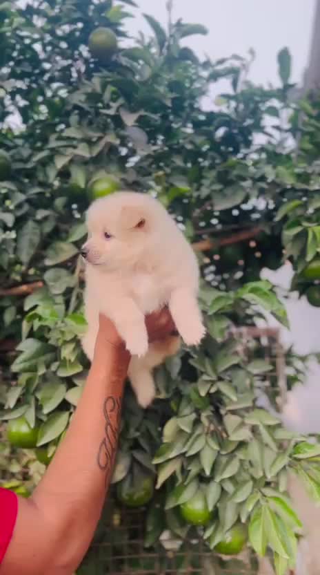 Pomeranian Puppy, farm video