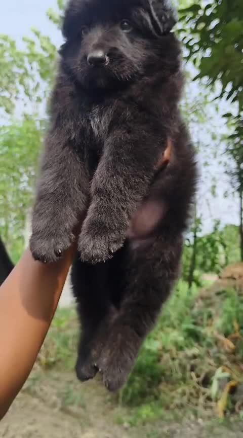 German Shepherd Puppy, farm video