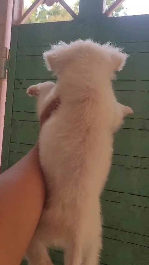 Pomeranian Puppy, farm video