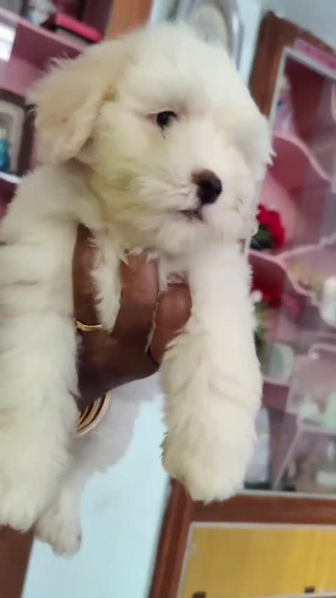 Lhasa Apso Puppies, farm video