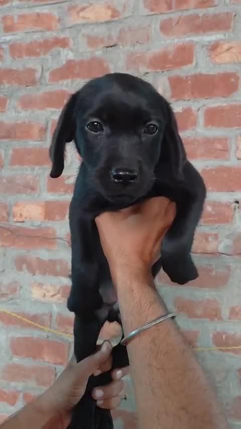 Beagle Black & Tan Puppy, farm video