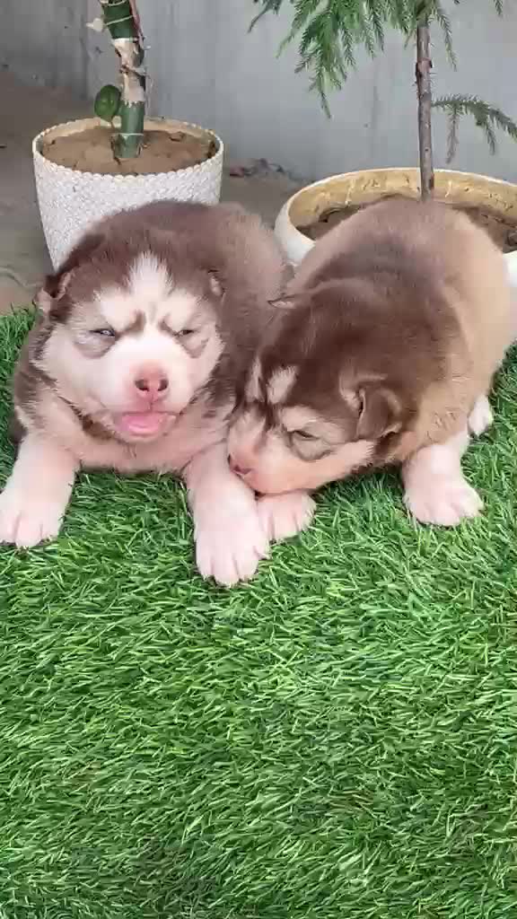Siberian Husky Puppy | Black & White Color, farm video