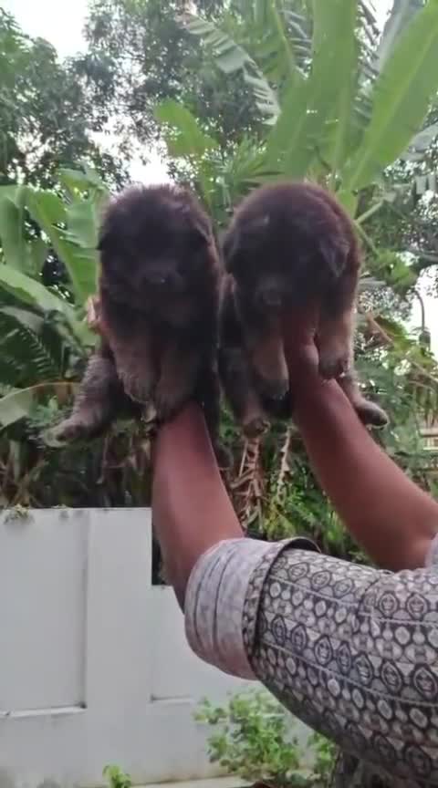 German Shepherd Puppy, farm video