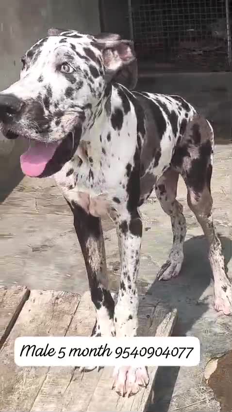 Great Dane Puppy, farm video