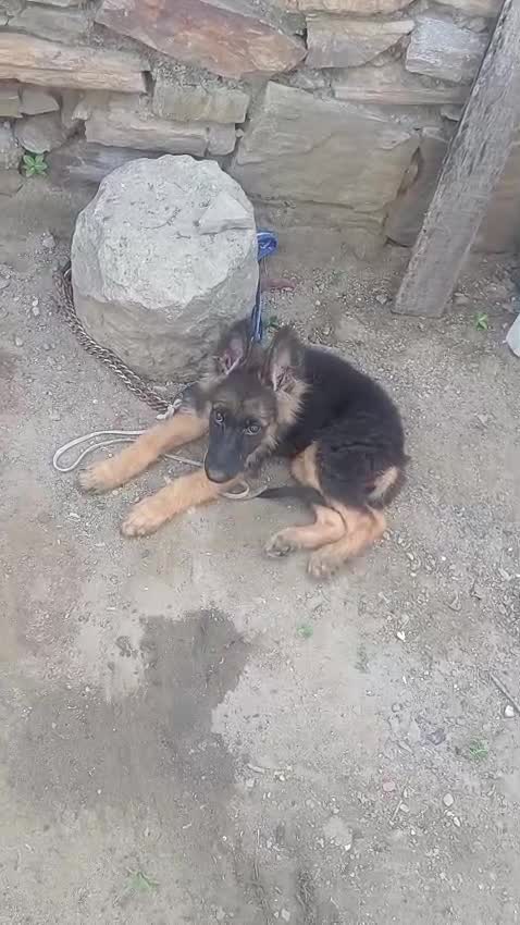 German Shepherd Puppy, farm video