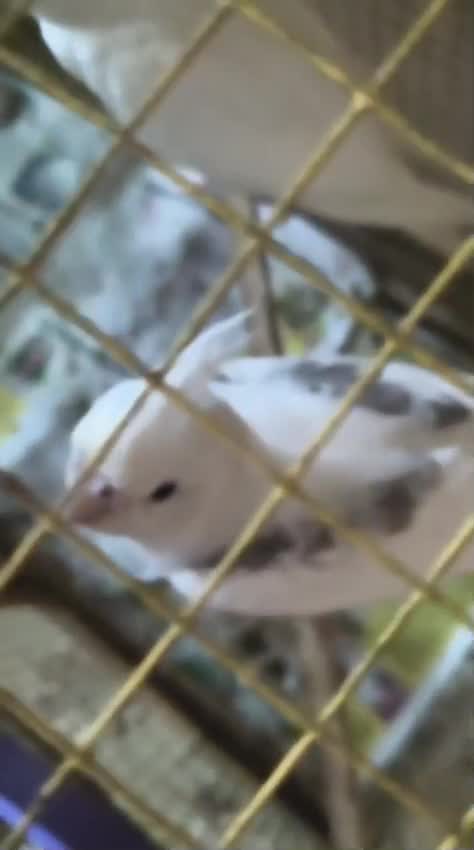Cockatiel, farm video