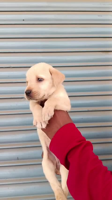 Beagle Black & Tan Puppy, farm video
