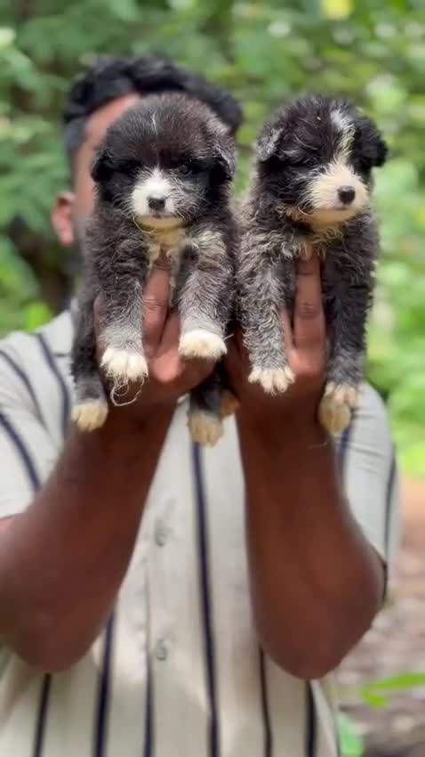 Pomeranian Puppy, farm video