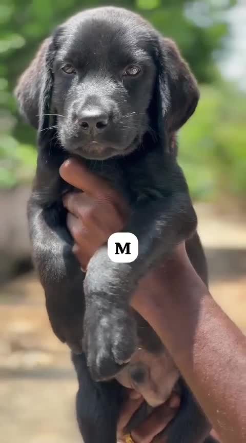 Beagle Black & Tan Puppy, farm video