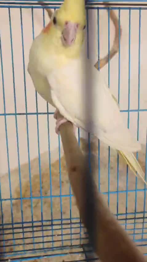 Cockatiel, farm video