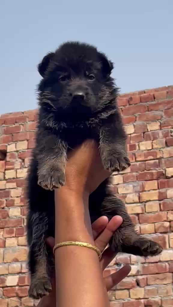 German Shepherd Puppy, farm video