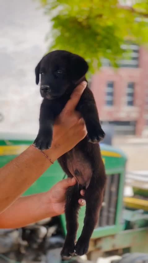 Beagle Black & Tan Puppy, farm video