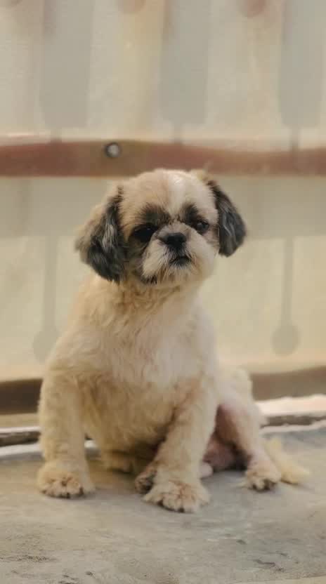 Shih Tzu | Black Color, farm video