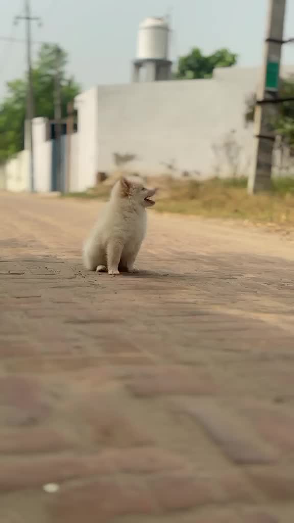 Pomeranian Puppy, farm video