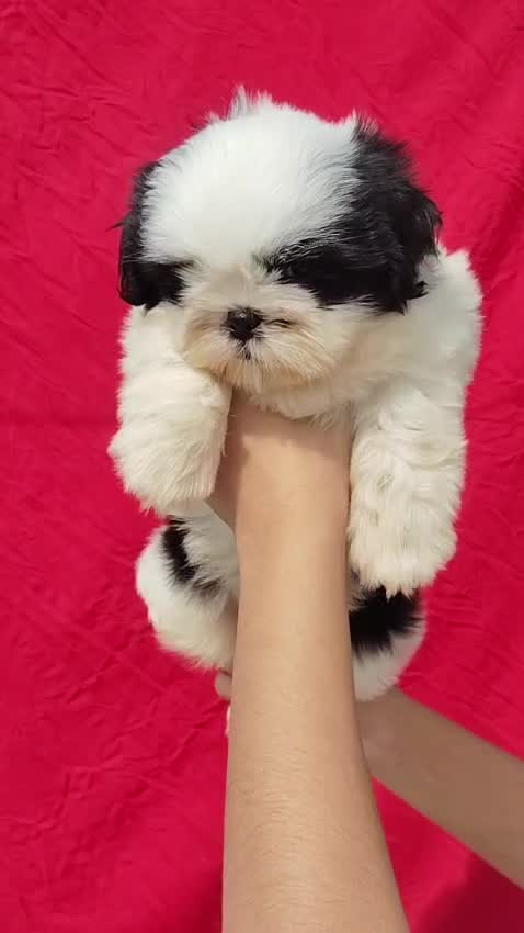 Shih Tzu | Black Color, farm video