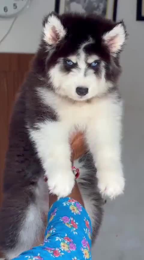 Siberian Husky Puppy | Black & White Color, farm video