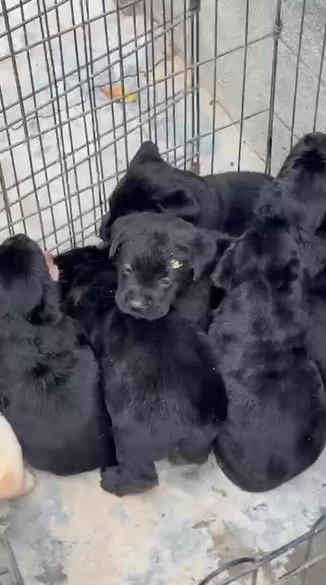 Beagle Black & Tan Puppy, farm video