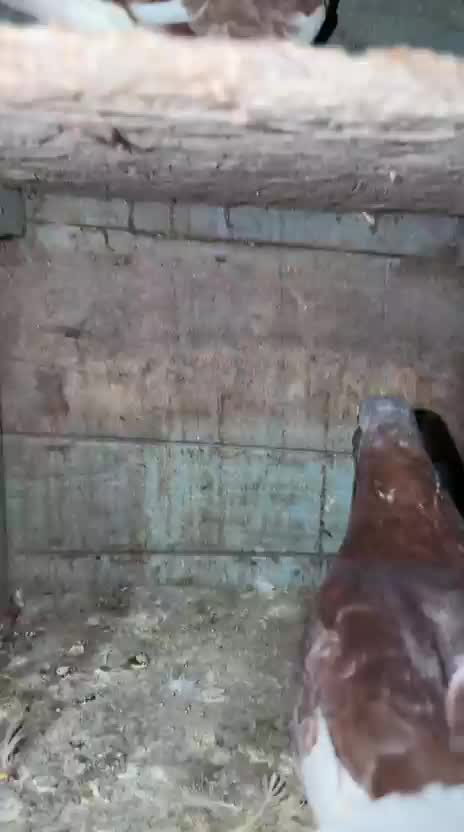 Homer Pigeon, farm video