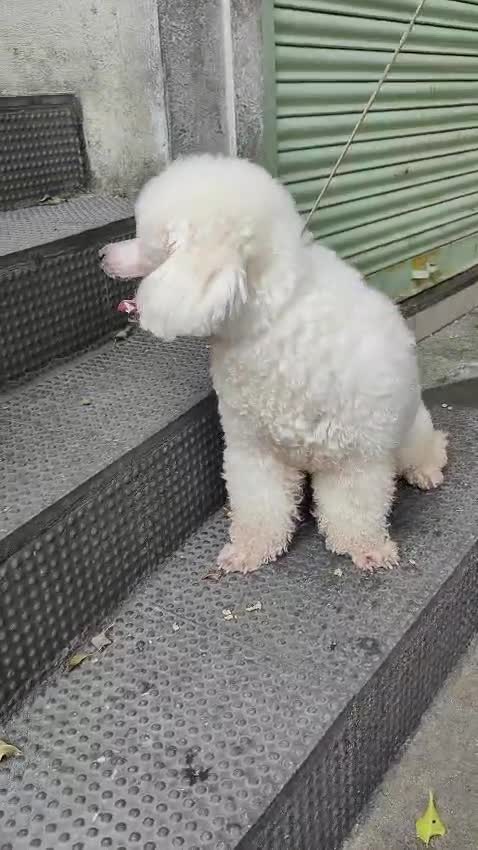 Toy Poodle Puppy, farm video
