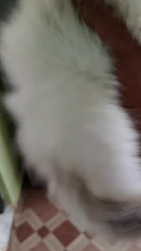 Ragdoll Kitten, farm video