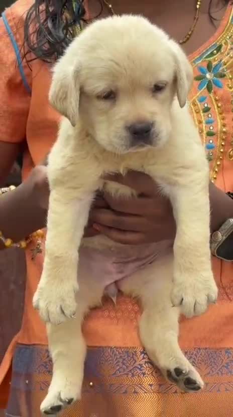 Beagle Black & Tan Puppy, farm video