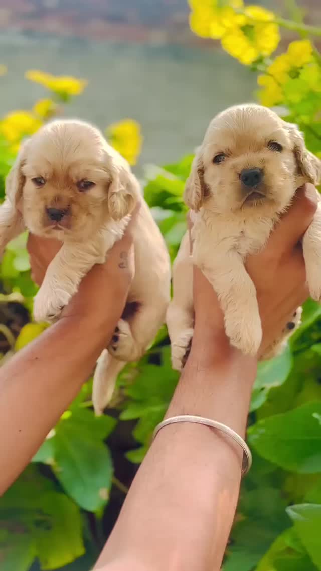 Cocker Spaniel Puppy, farm video