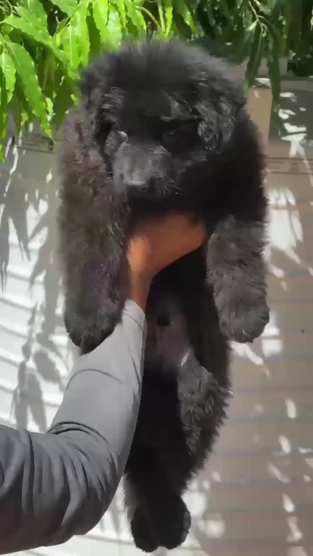 German Shepherd Puppy, farm video