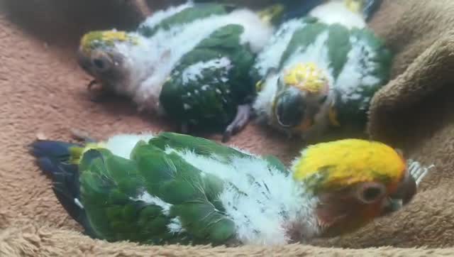 Sun Conure, farm video