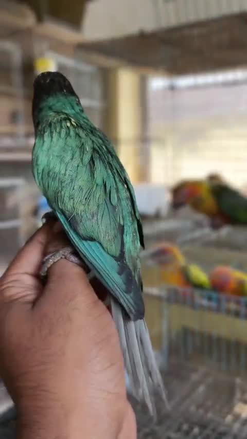 Pineapple Headed Conure, farm video