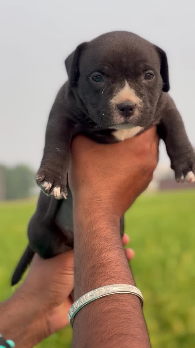 American Bully Pocket Size Puppy, farm video