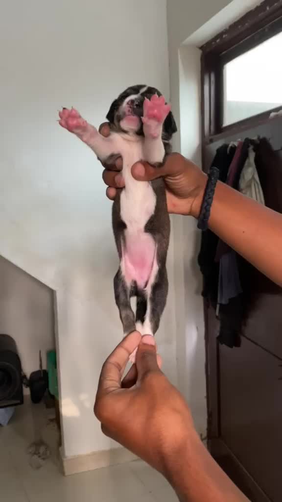 Pointer Puppy, farm video