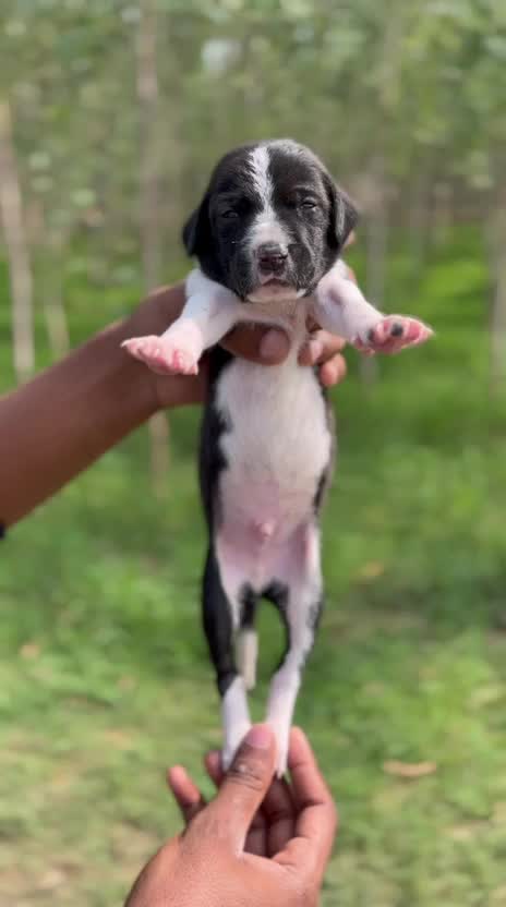 Pointer Puppy, farm video