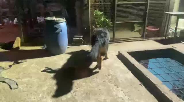 German Shepherd Puppy, farm video
