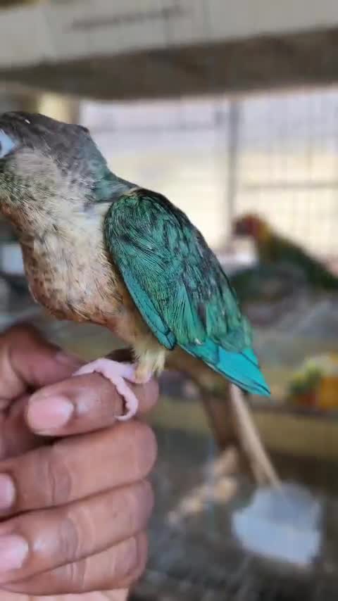 Pineapple Headed Conure, farm video