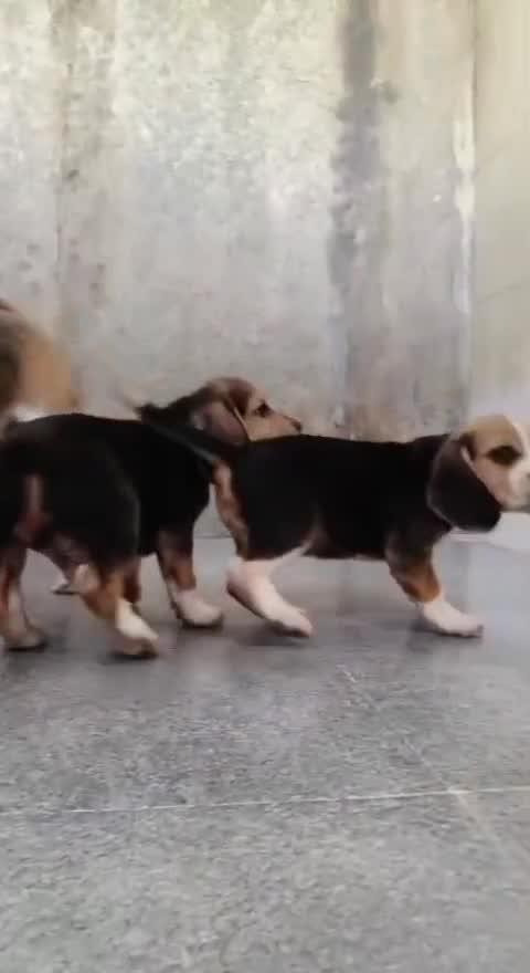 Beagle Black & Tan Puppy, farm video