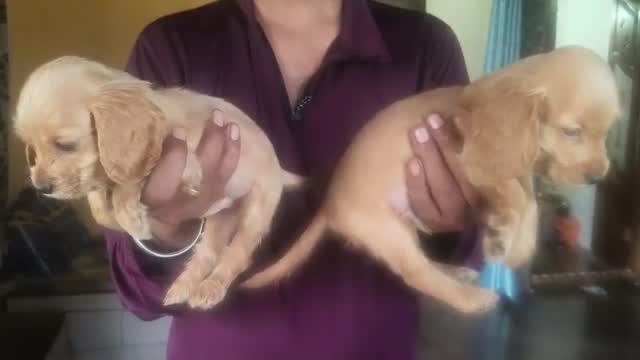 Cocker Spaniel Puppy, farm video