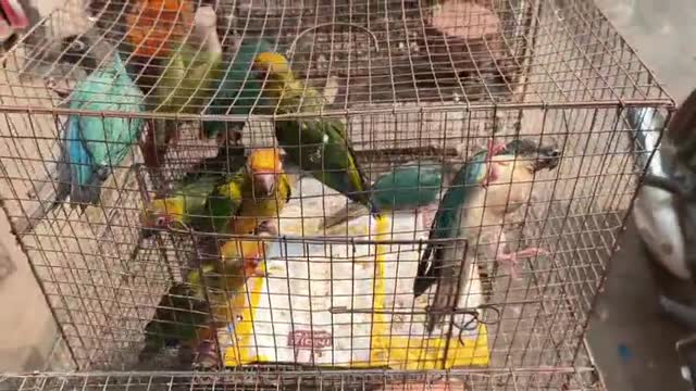 Pineapple Headed Conure, farm video