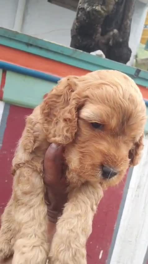 Cockapoo Puppy, farm video